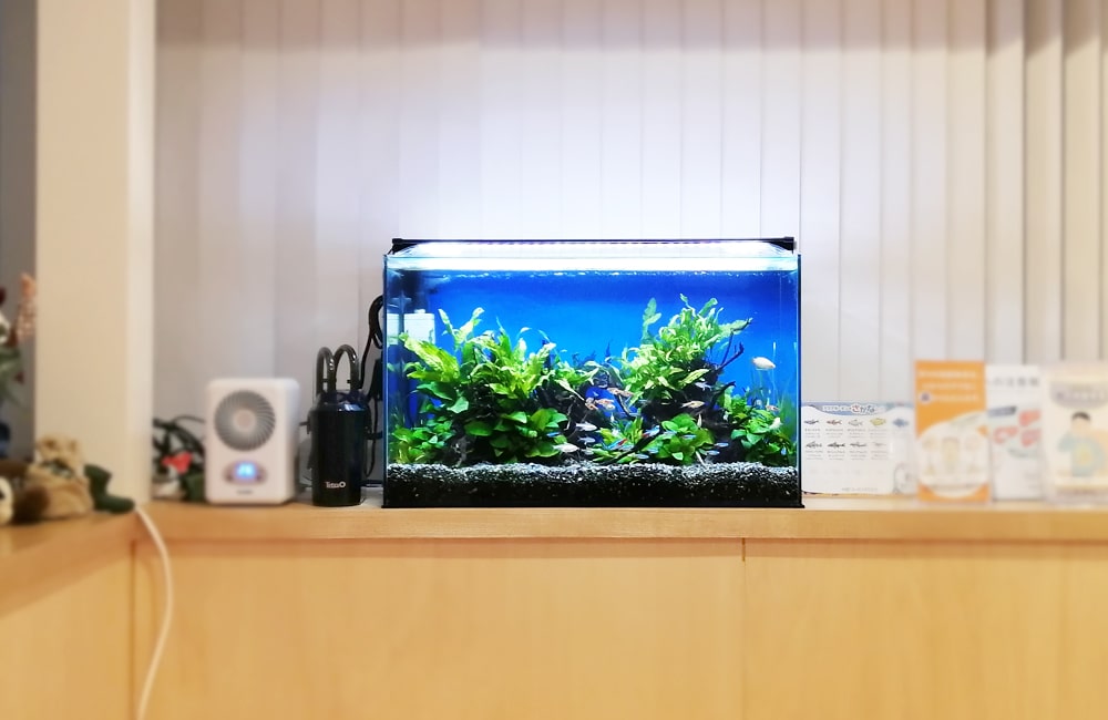 水槽レンタル 病院 クリニック