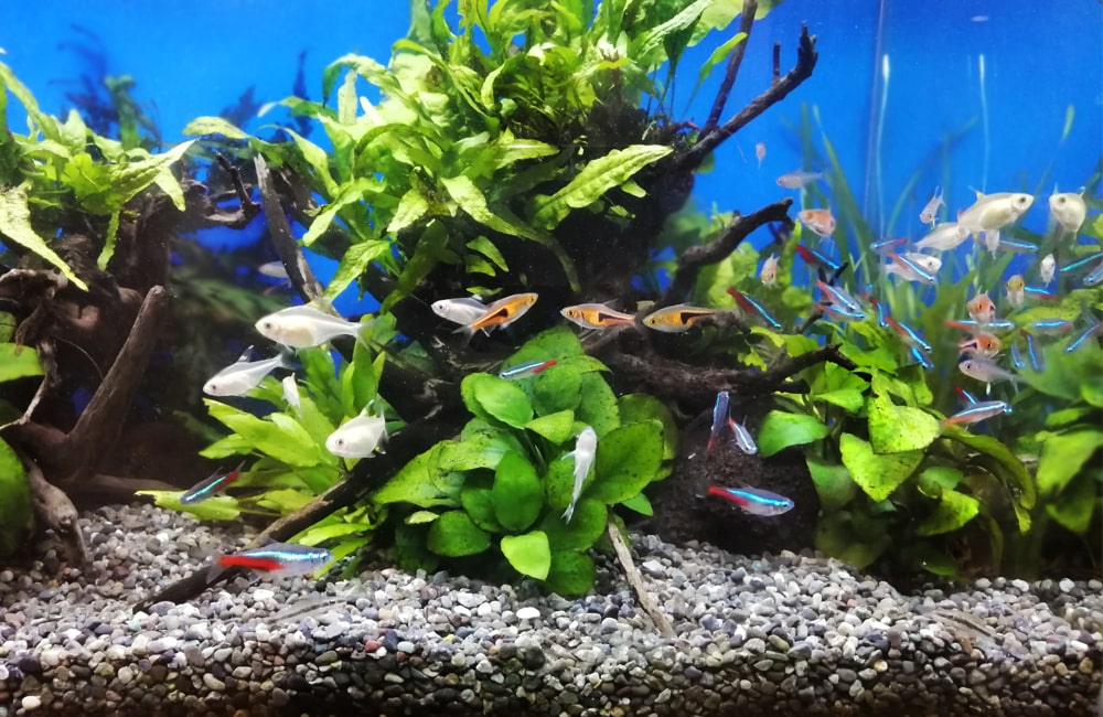 ネオンテトラの仲間と水草が泳ぐ流木レイアウト水槽