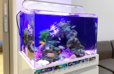 東京アクアガーデン 海水魚水槽