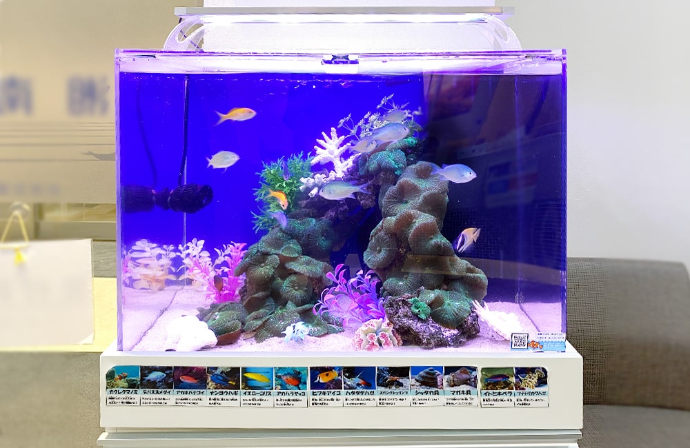 青い照明の海水魚水槽とサンゴ岩のレイアウト