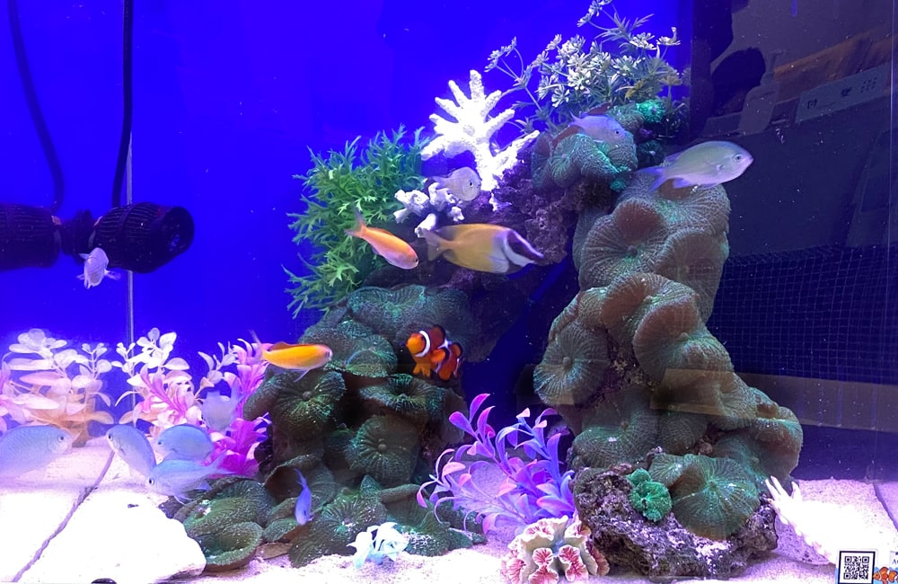 サンゴ礁を再現した海水魚水槽を泳ぐクマノミと熱帯魚群