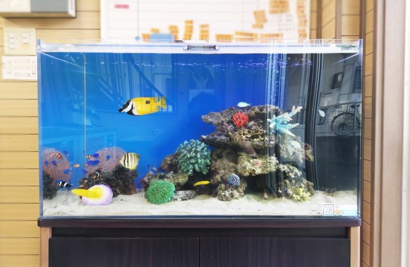 愛知県碧南市 事務所に設置 90cm海水魚水槽 水槽リース事例 水槽画像3
