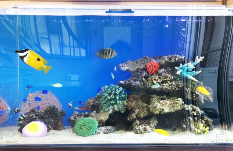 愛知県碧南市 事務所に設置 90cm海水魚水槽 水槽リース事例 水槽画像4