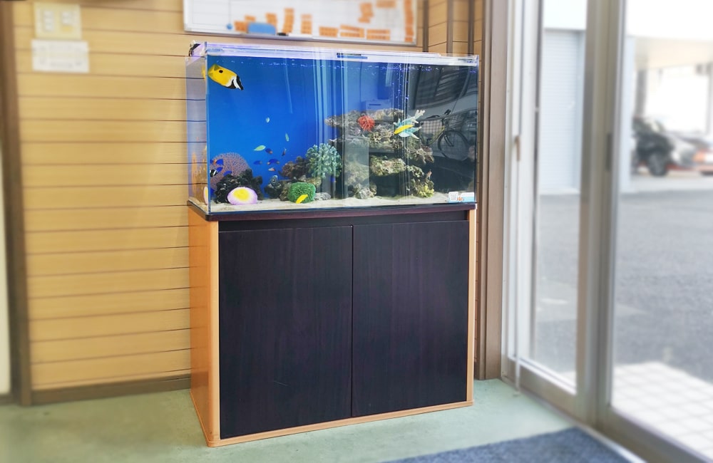 黒い水槽台に設置された海水魚が泳ぐ大型水槽