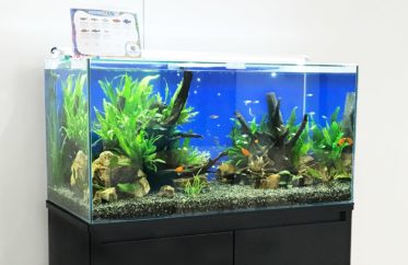 東京アクアガーデン 淡水熱帯魚