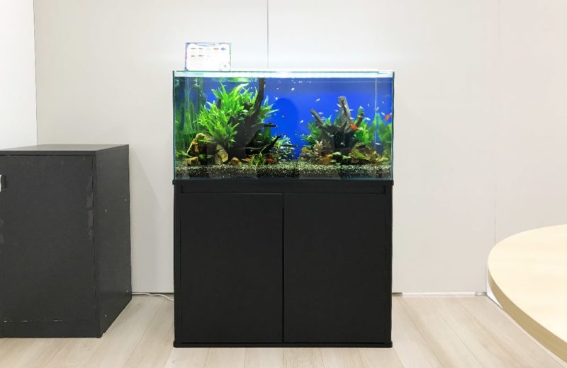 大阪府 株式会社サンケン様 90cm淡水魚水槽 レンタル事例 水槽画像2