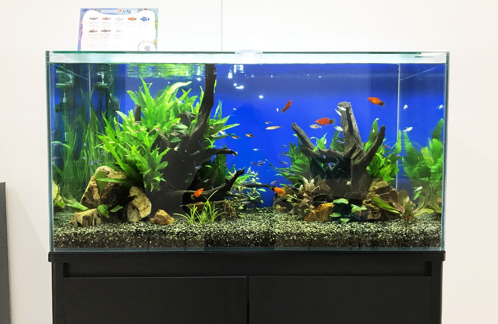 流木と水草を配置した水槽で泳ぐ小型熱帯魚とメダカの仲間