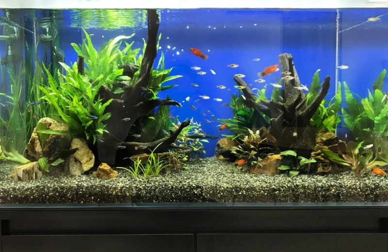 大阪府 株式会社サンケン様 90cm淡水魚水槽 レンタル事例 水槽画像3