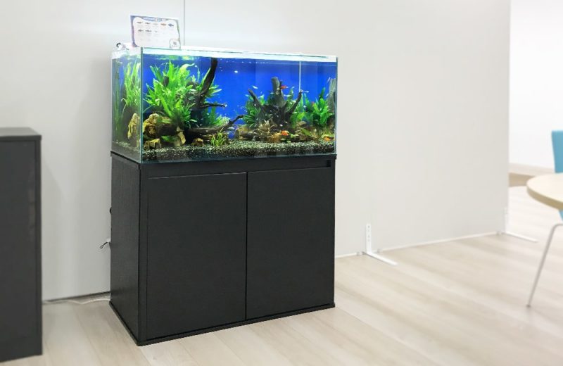 大阪府 株式会社サンケン様 90cm淡水魚水槽 レンタル事例 水槽画像4