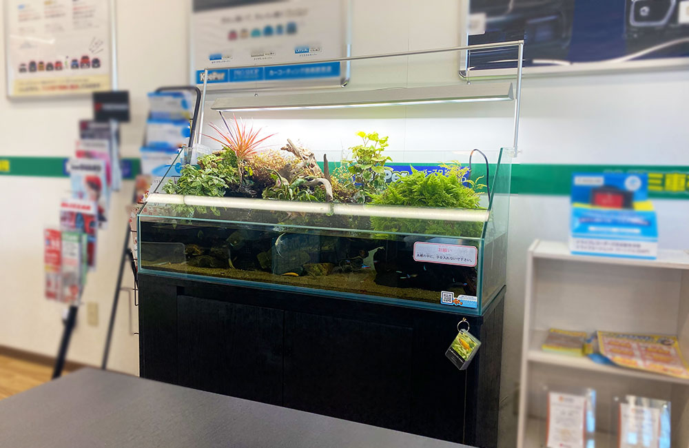 店舗に設置された水草が茂るアクアテラリウム水槽