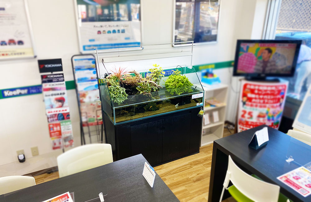 店舗の待合室に設置されたアクアテラリウム水槽