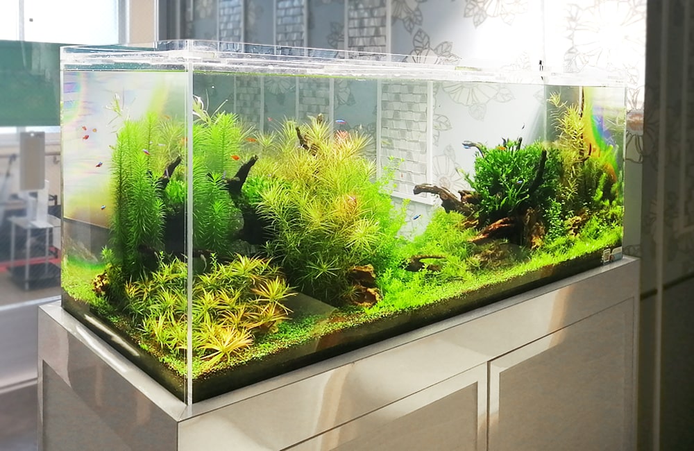 横浜 眼科クリニック 120cm淡水魚水槽 販売・メンテナンス事例