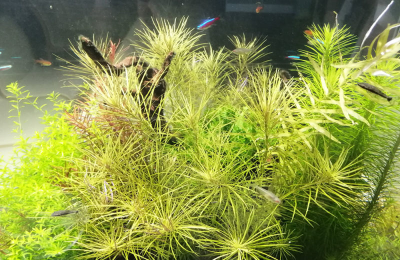 横浜 眼科クリニック 120cm淡水魚水槽 販売・メンテナンス事例 水槽画像4