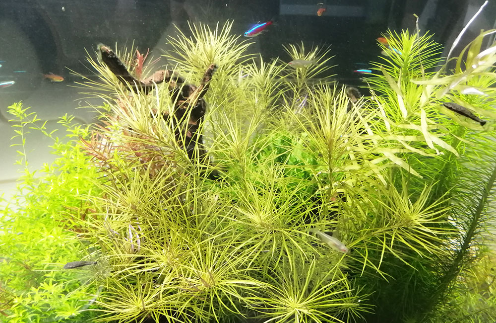 水草が茂る水槽内を泳ぐネオンテトラの仲間と小型魚