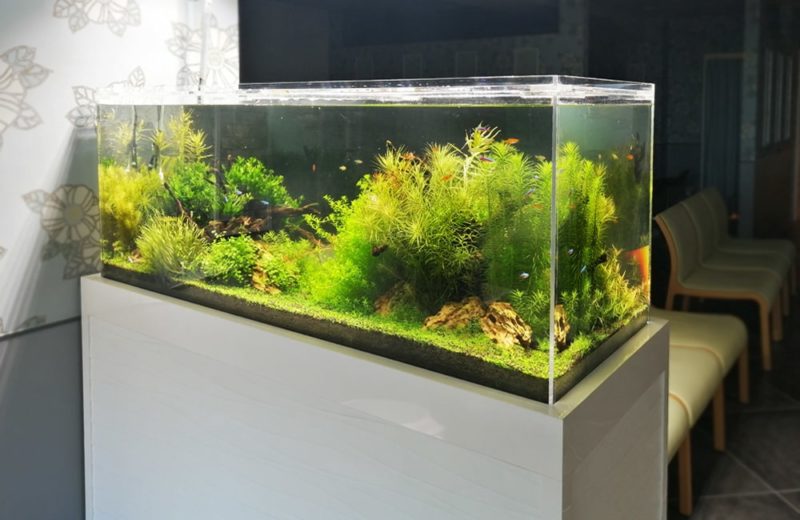 横浜 眼科クリニック 120cm淡水魚水槽 販売・メンテナンス事例 水槽画像5