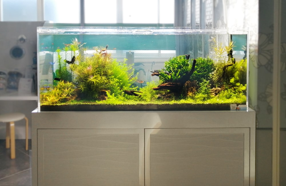 水草が茂る横長の水槽と白い水槽台のレイアウト