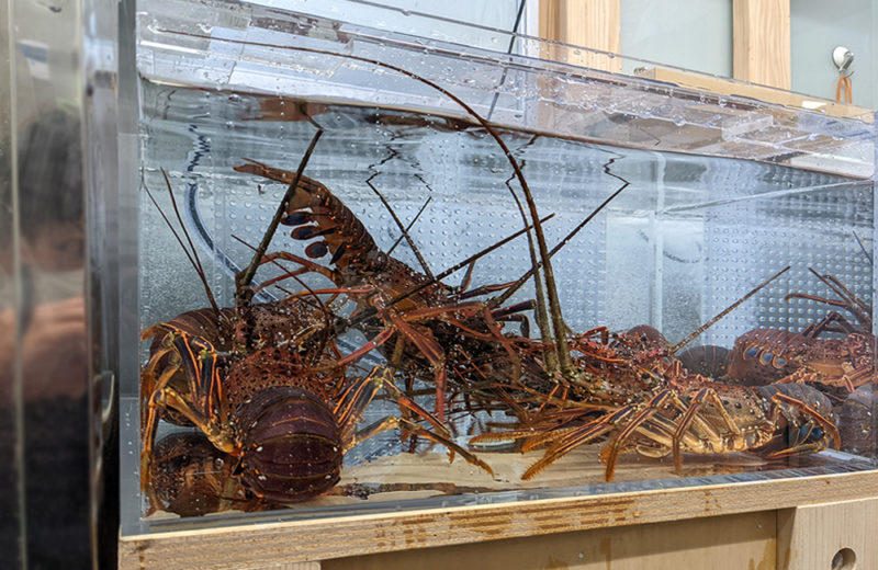 いけす・活魚水槽