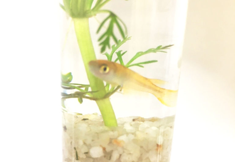 水草と砂利を入れた容器で泳ぐメダカの姿