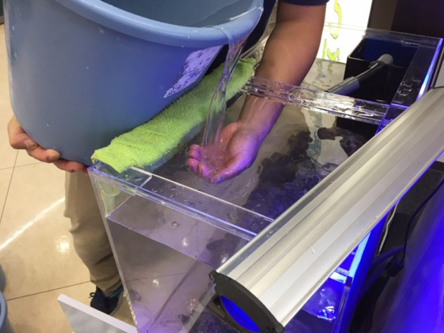 バケツから水槽へ手のひらを添えて注水する様子