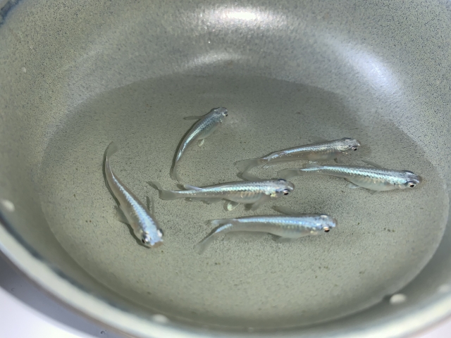 丸い容器の中で泳ぐ銀色のメダカ数匹の俯瞰画像