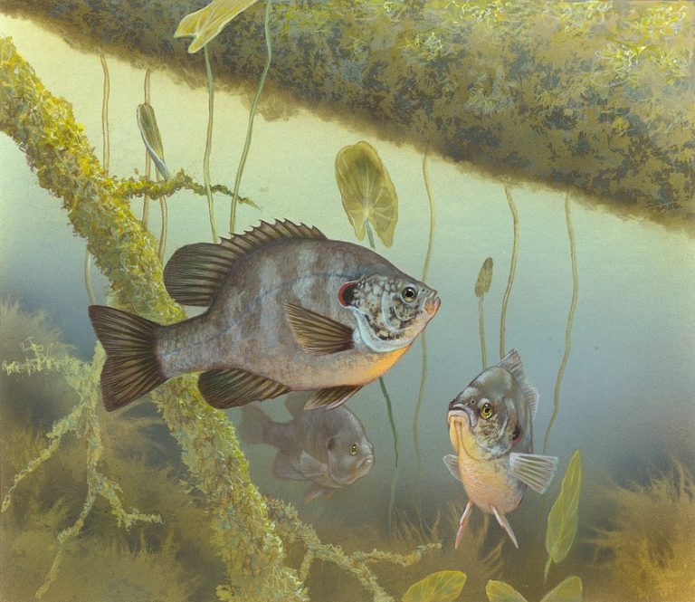 流木と水草の間に泳ぐ3匹の淡水魚のイラスト