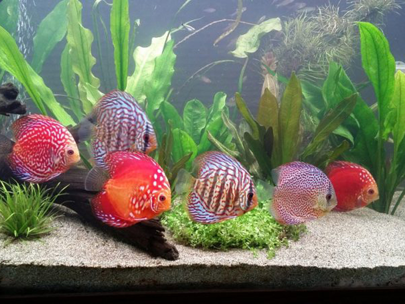 水草水槽を泳ぐ赤や青のディスカスと流木