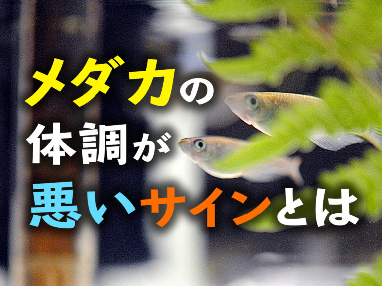 メダカの体調が悪いサインとは！長生きのコツは事前察知と早期対処です！のサムネイル画像