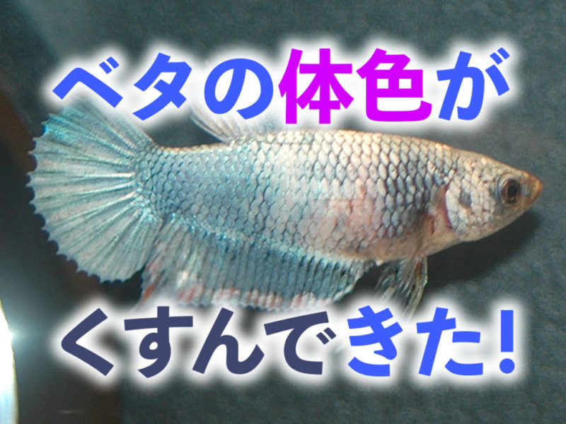 ベタの体色がくすんできた!の文字と青白いベタの画像