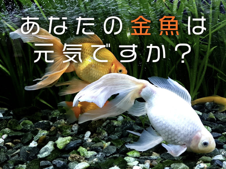 あなたの金魚は元気ですか？の文字と泳ぐ金魚の見出し画像