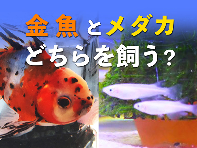 金魚とメダカどちらを飼う？の文字入り見出し画像
