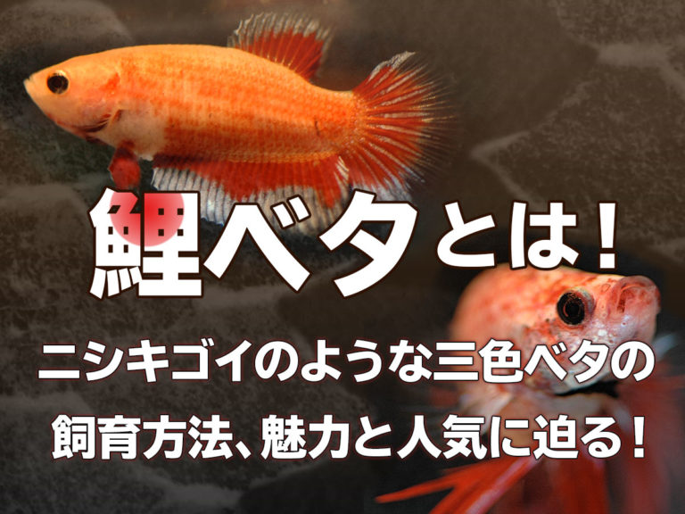鯉ベタとは!三色ベタの飼育方法や魅力の見出し画像