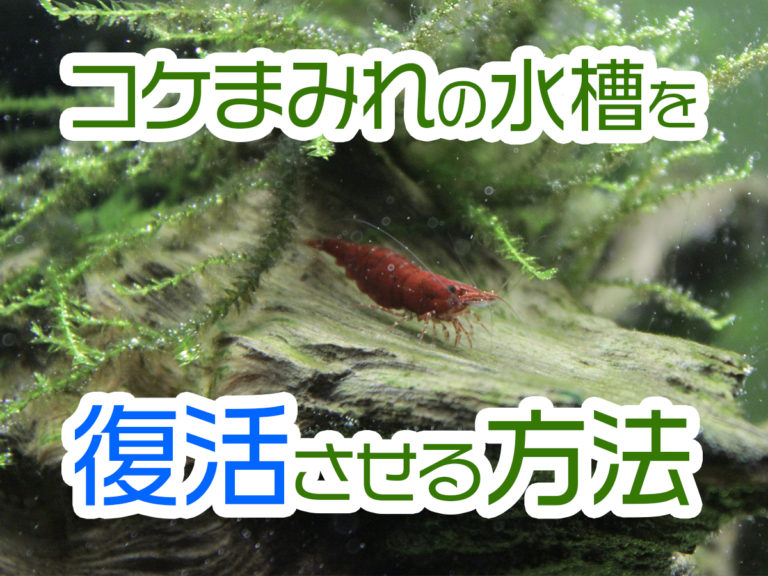 コケまみれの水槽を復活させる方法！コケを撃退して水草が映える水槽へ！のサムネイル画像