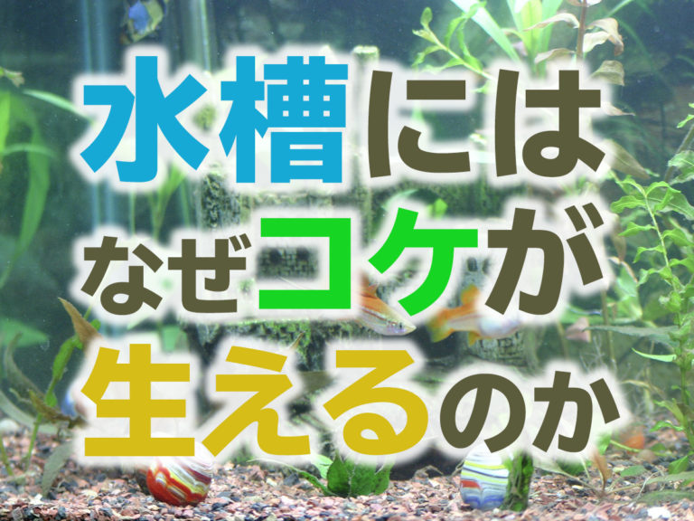 水槽にはなぜコケが生えるのかの文字と水草水槽の見出し画像