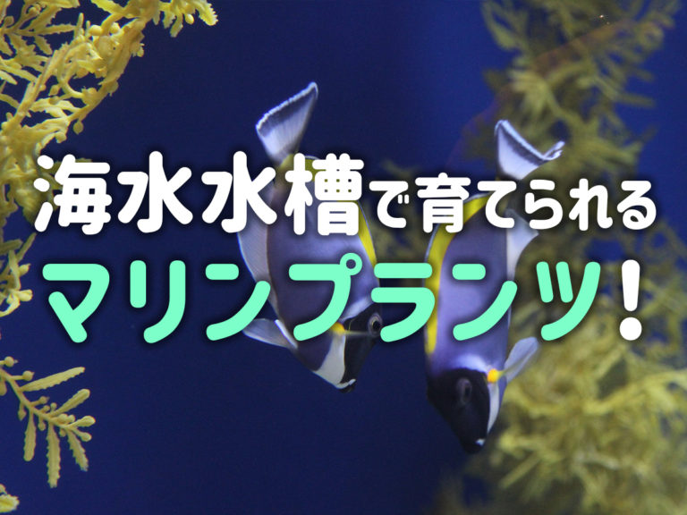 海水水槽で育てられるマリンプランツの見出し画像