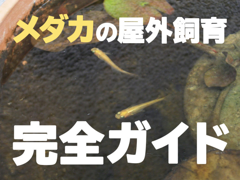 メダカの屋外飼育完全ガイドの文字が入った見出し画像