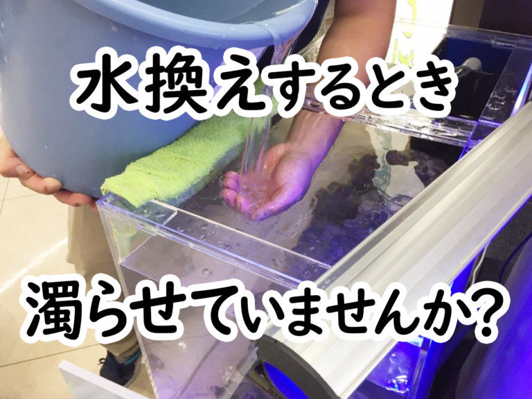 水換えするとき濁らせていませんかの文字入り見出し画像