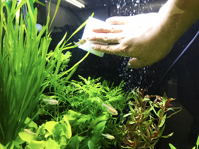 スポンジで水槽の壁面を掃除する手と泳ぐ小型魚と水草