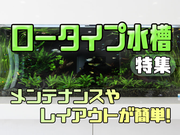 ロータイプ水槽特集の文字と水草レイアウト水槽の見出し画像