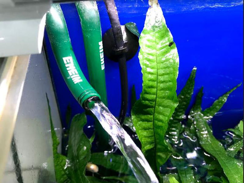 緑のホースから水槽内へ注水される水と水草の葉