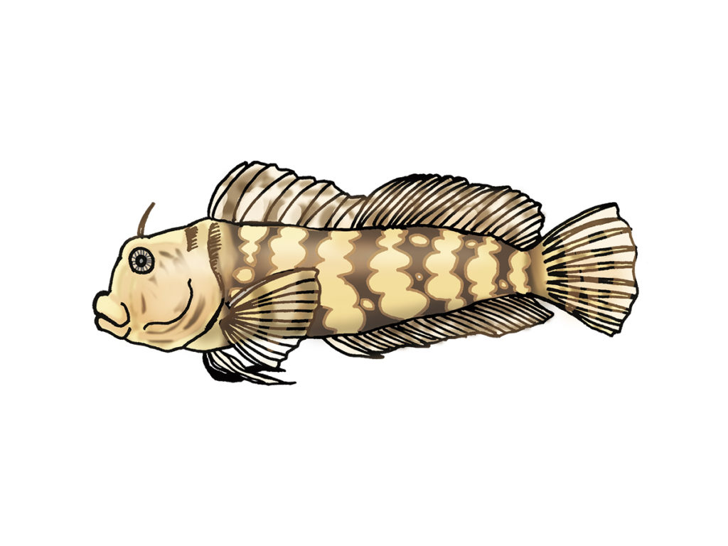 茶色の縞模様があるカエルウオの仲間のイラスト
