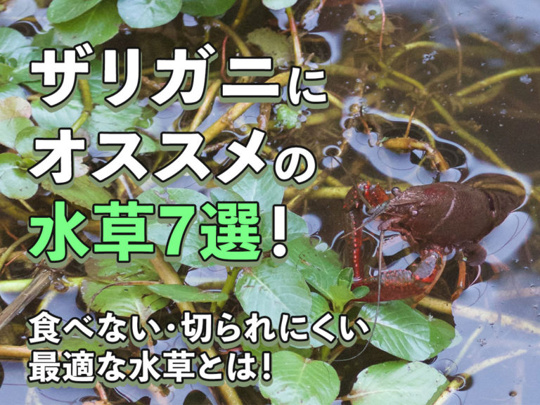 ザリガニにオススメの水草7選!食べない・切られにくい最適な水草とは!のサムネイル画像
