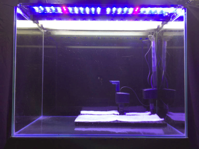 青と赤のLED照明が点灯する空の水槽と底面フィルター