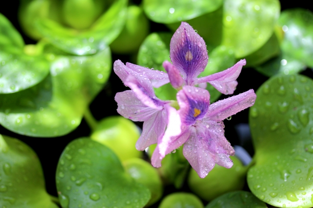 水滴のついた薄紫色の水草の花と丸い浮き葉の俯瞰画像