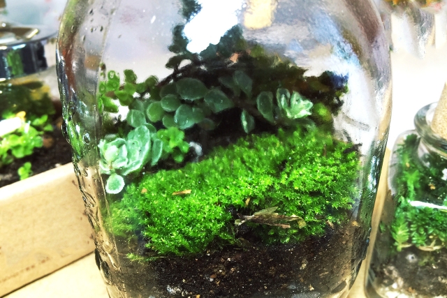 ガラス瓶の中で育つ苔と小さな植物のテラリウム