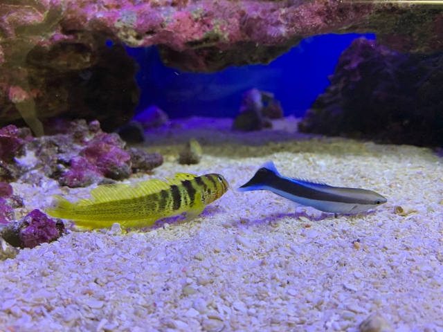 砂底で向かい合う黄色いハゼと青い海水魚の仲間