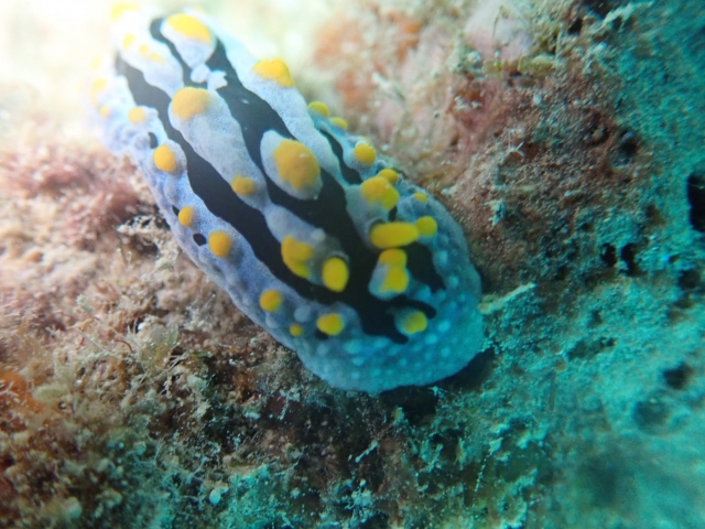 岩場を移動する黄色い突起を持つウミウシの仲間
