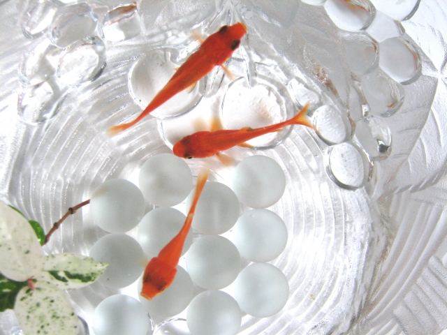 ガラス容器で泳ぐ3匹の金魚と白いビー玉