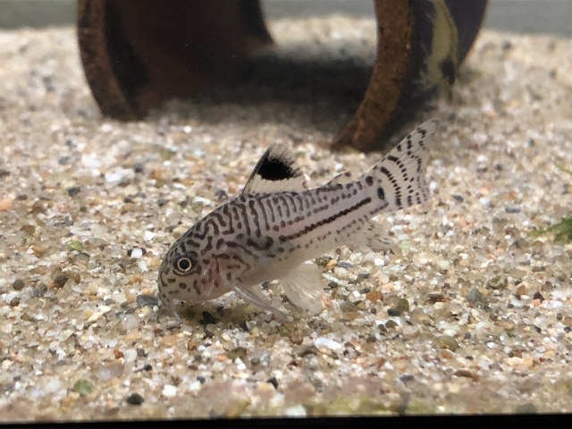 砂を敷いた水槽の底で静止するコリドラスの仲間