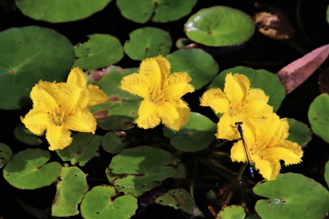 水面に浮かぶ黄色い水草の花と青いイトトンボの仲間