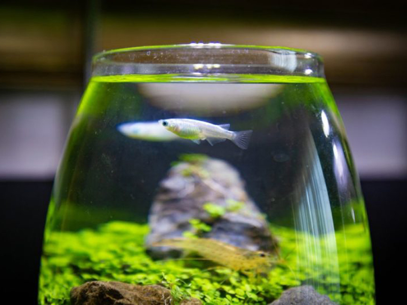 ガラス容器で泳ぐメダカと水草レイアウトのボトルアクアリウム